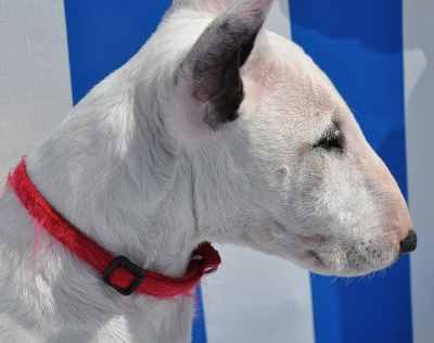 A white miniature Bull Terrier with a red collar, sitting in front of a vertical blue and white fence