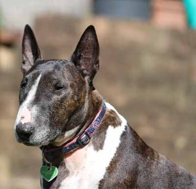 An English Bull Terrier sitting down looking at the camera