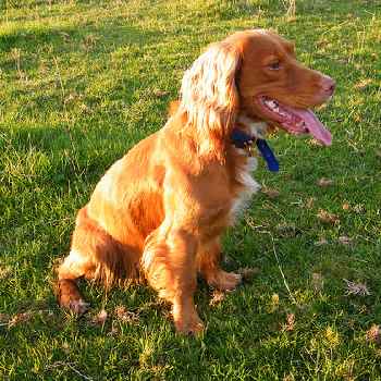 An English Working Cocker Spaniel sitting on a grass field