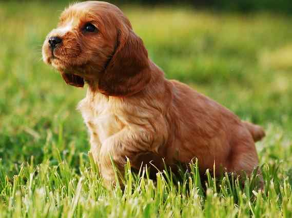 A small English Cocker Spaniel Puppy wandering through long green grass