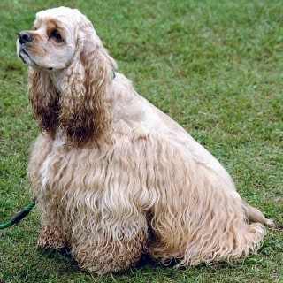 An American cocker spaniel sitting on grass