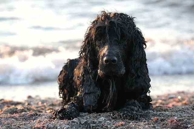 A Black English Cocker Spaniel lying down on a gravel beach by the sea