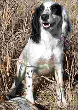 A white English Cocker Spaniel sitting in a straw field