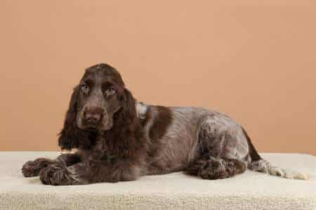 A dark English Cocker Spaniel lying down on a white bed, with an orange wall in the background