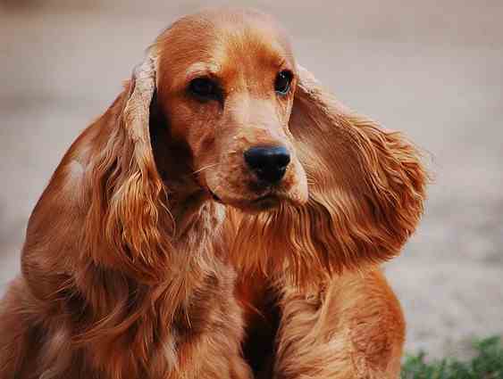 An English cocker spaniel head in close up