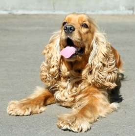 An English Cocker Spaniel lying on the ground, looking up