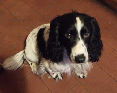 A black and white English Cocker Spaniel sitting on a timber floor