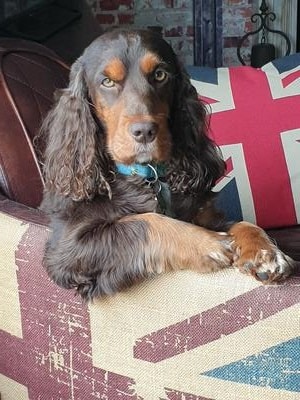 English Cocker Spaniel - Rolo