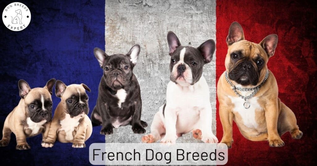 The French Dog Breeds – Information On Dogs From France