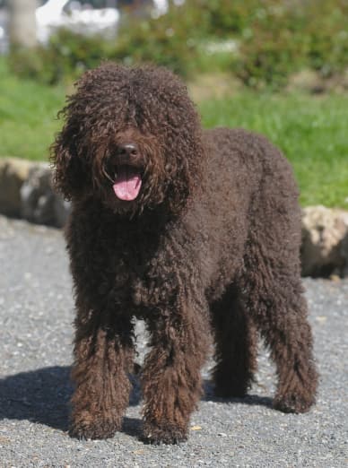 A black Barbet dog standing on a path facing the camera, with grass in the background