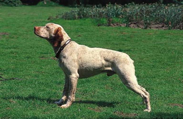 A pale Braque du Bourbonnais dog standing on green grass, facing to the left