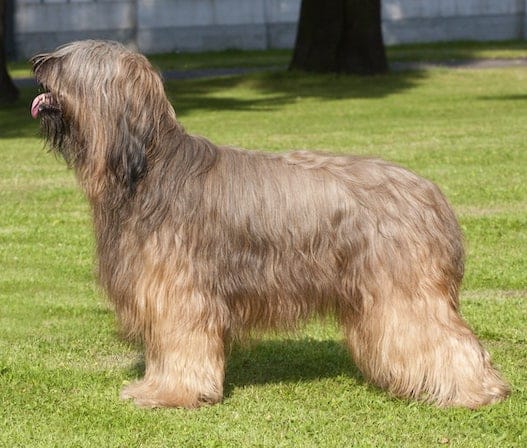 A Briard dog standing on bright green grass in the sun, with a timber fence in the background