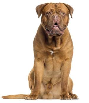 A brown Dogue de Bordeaux sitting down facing the camera, against a white background