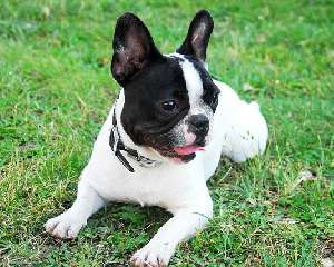 A small French Bulldog with a black head lying down on grass