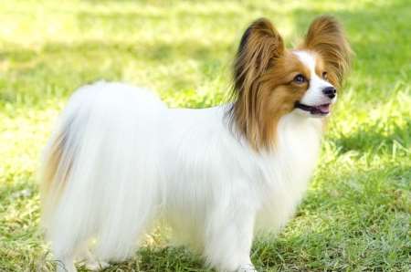 A white Papillon dog standing on grass