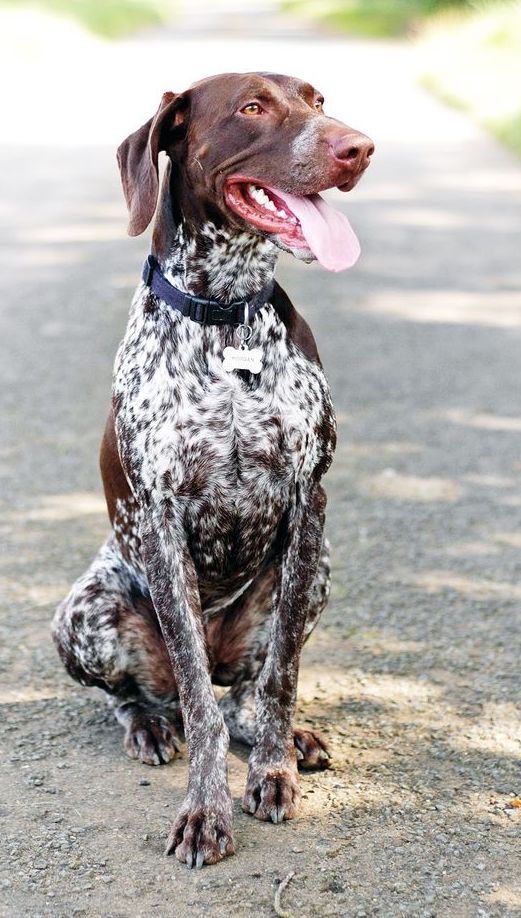 A German Shorthaired Pointer dog sitting down outdoors, with his tongue hanging out.