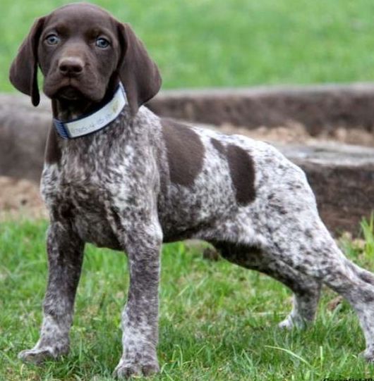 A German Shorthaired Pointer puppy standing on green grass, with a timber log lying in the background.