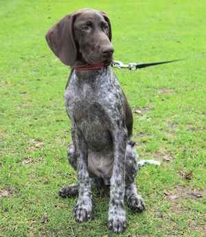 A German Shorthaired Pointer dog sitting down on grass facing the camera