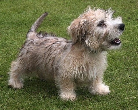 A Glen of Imaal Terrier standing on grass, looking up to the right.