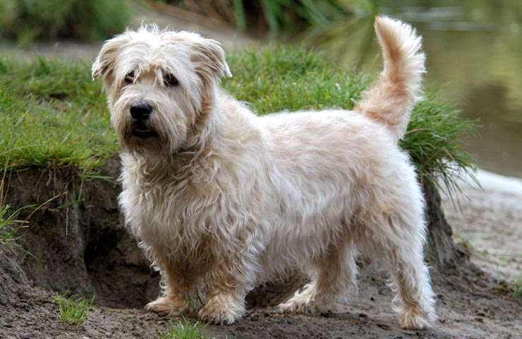 A Glen of Imaal Terrier standing outdoors on grass