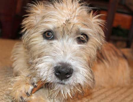 The head of a Glen of Imaal Terrier close up, chewing on a small stick