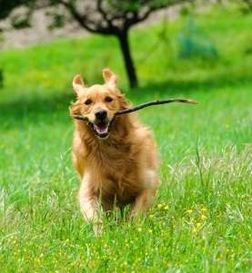 A Golden Retriever running across a grass field towards the camera, holding a stick in its mouth.