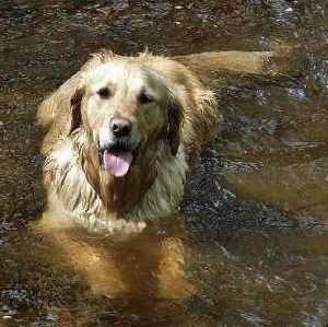 A Golden Retriever in the Water