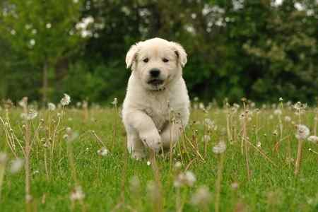 Golden Retriever Puppy