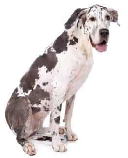 A Great Dane sitting down, looking at the camera, against a white background