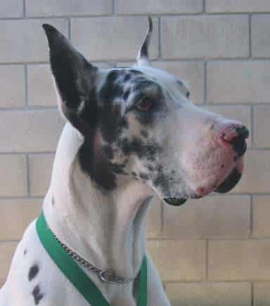 A close-up of the head of a Great Dane dog, with cropped ears