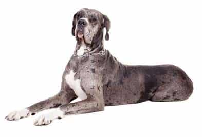 A blue merle Great Dane lying down