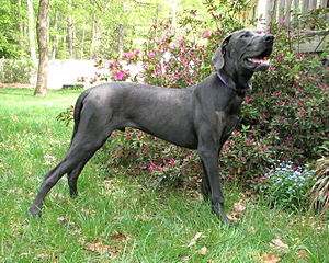 A Blue Great Dane standing on grass in a garden