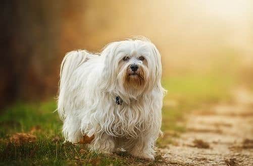 A white Havanese dog standing facing the camera with autumn colors in the background