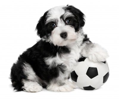 Havanese