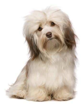 A Havanese sitting down facing the camera, against a white background