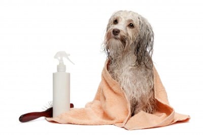 A wet Havanese dog sitting down, wrapped in an orange towel