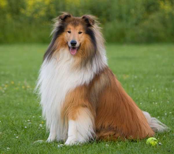 A Rough Collie sitting down on a green lawn.