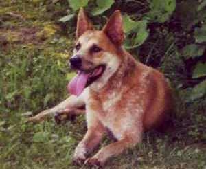 An Australian Cattle dog lying down on a dark surface, with its tongue hanging out.