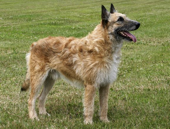 Herding dog group