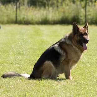 Herding dog group