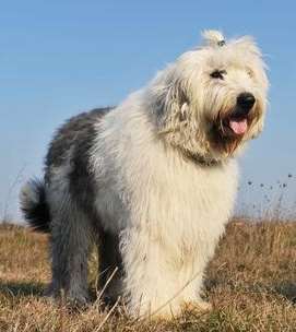 Herding dog group