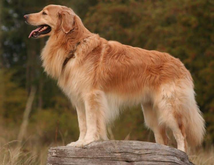 Hovawart dog breed