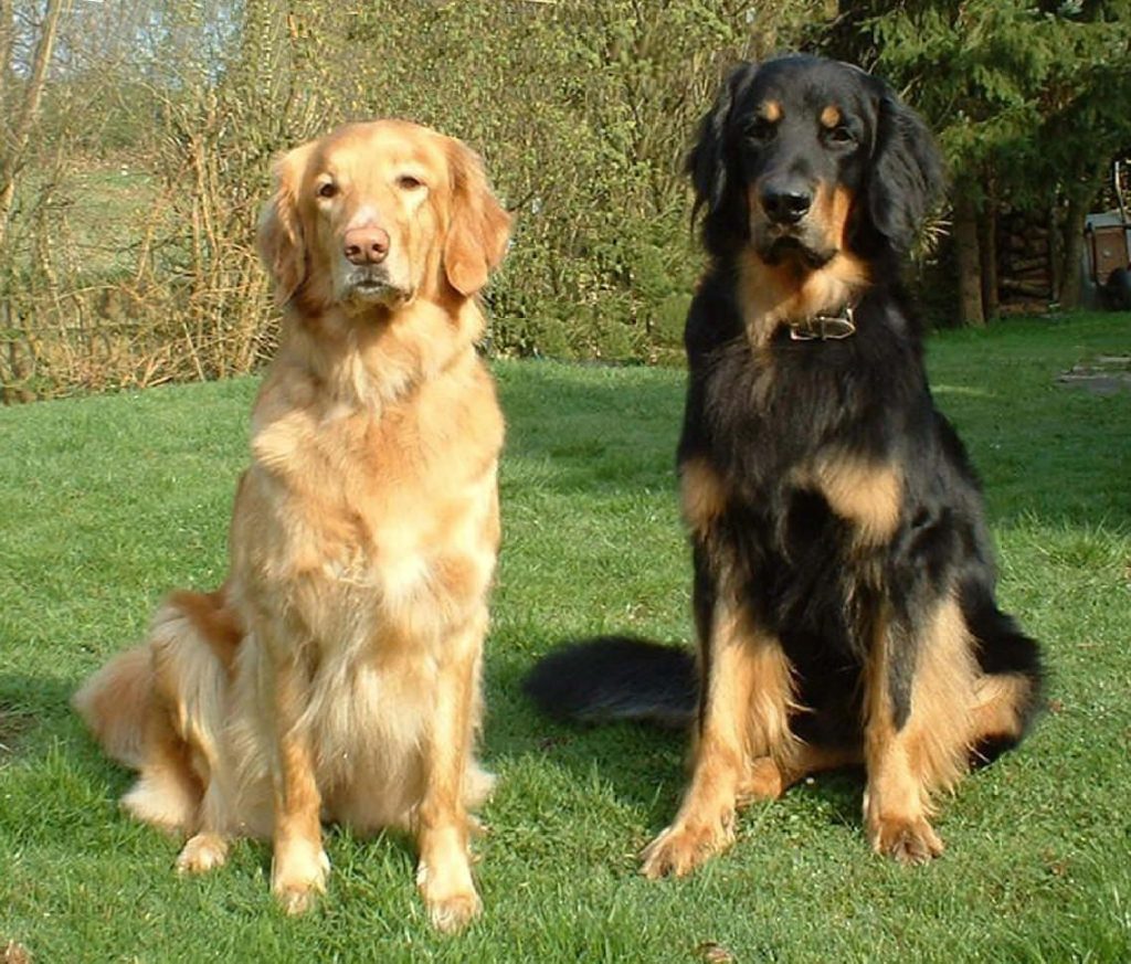 Hovawart dog breed