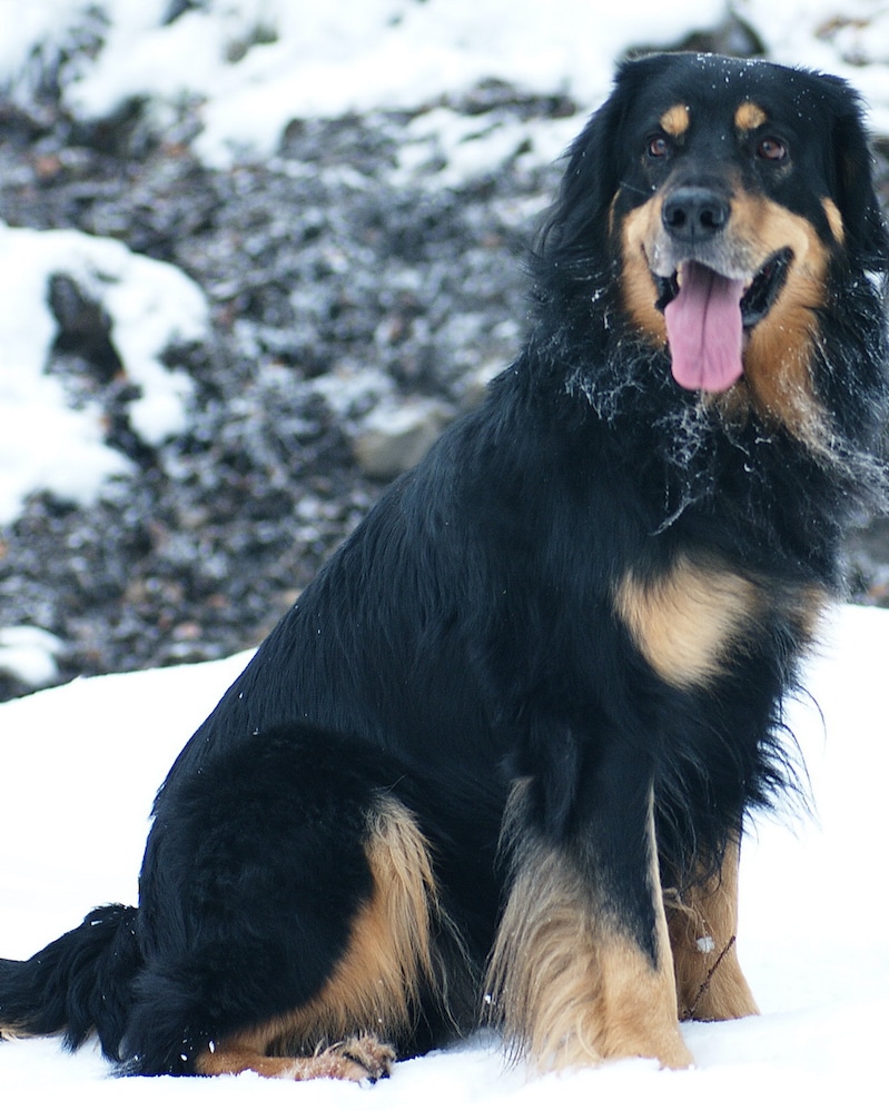 Hovawart dog breed