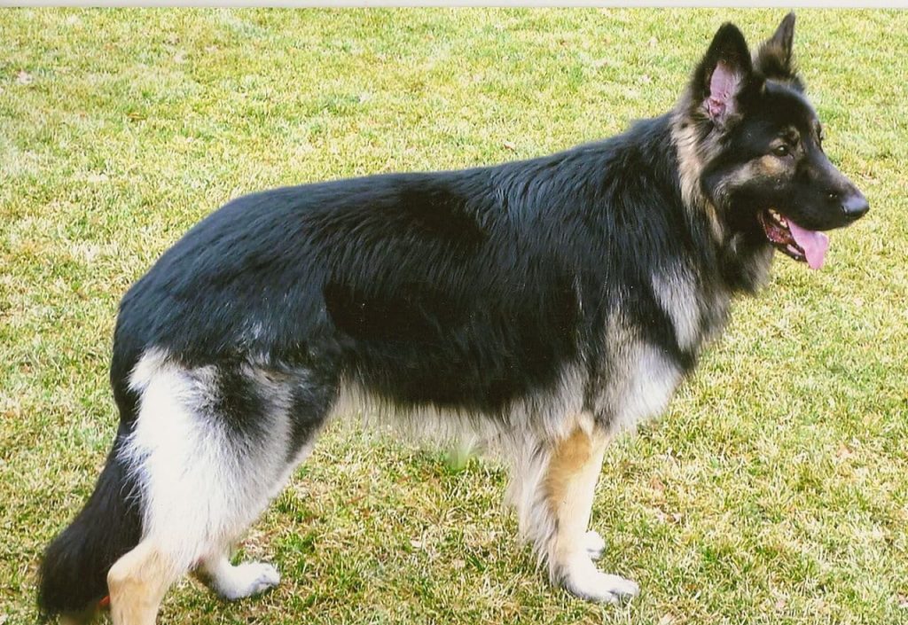 A Shiloh Shepherd dog standing outdoors on grass