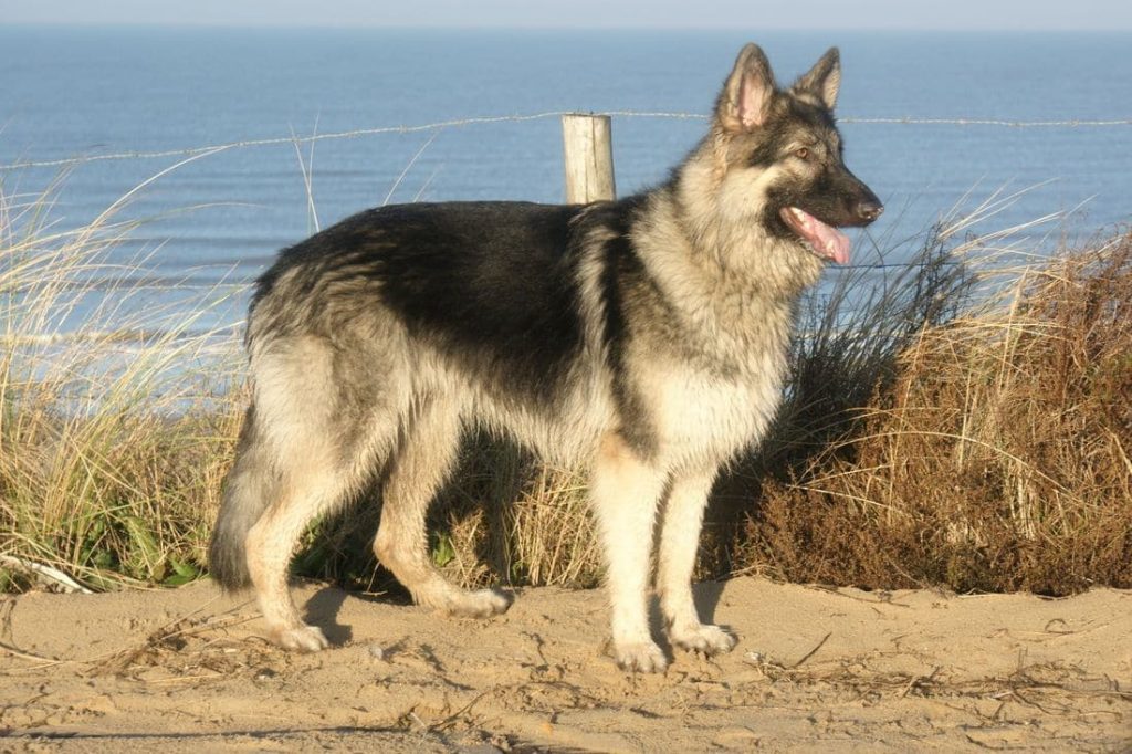 A Shiloh Shepherd dog at the beach, with a fence behind