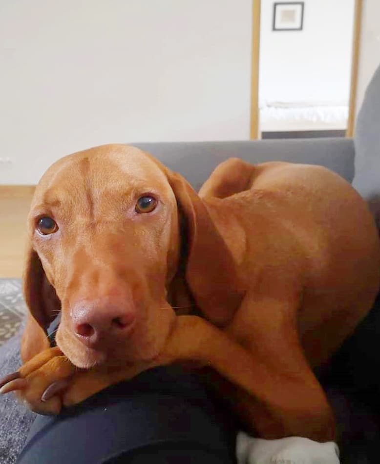 A Hungarian Vizsla Dog lying down, looking at the camera