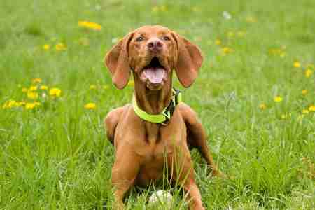 Hungarian Vizsla Dog Breed