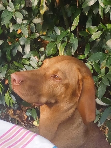 A Hungarian Vizsla sitting by an outdoor table.