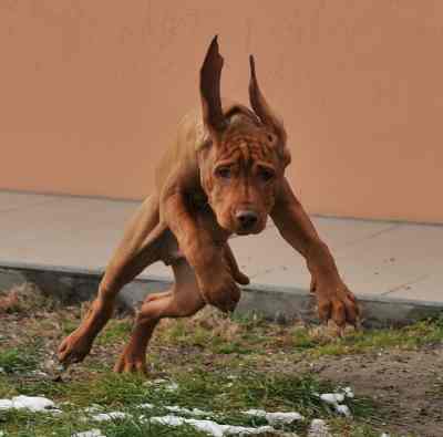 Vizsla dog breed